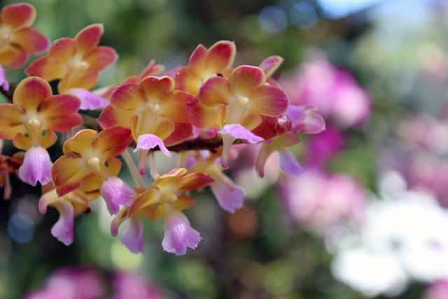 เทศกาลชมสวน-Flora-Festival-2015-@อุทยานหลวงราชพฤกษ์