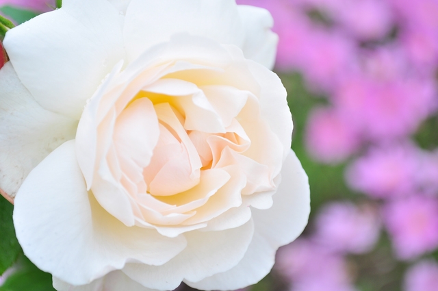 เทศกาลชมสวน-Flora-Festival-2015-@อุทยานหลวงราชพฤกษ์