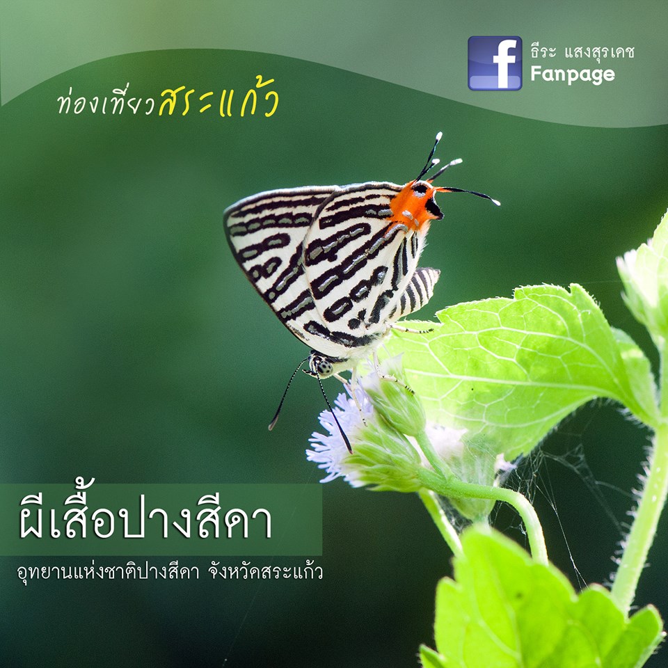 เทศกาลดูผีเสื้อที่ปางสีดา-ครั้งที่-11-ปี-2558