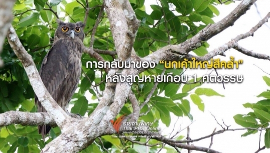 การกลับมาของ-"นกเค้าใหญ่สีคล้ำ"