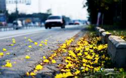 ออกถ่าย-เหลืองปรีดียาธร-กัน