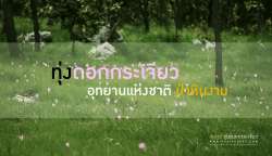 พาเที่ยว-ทุ่งดอกกระเจียว-ณ.ป่าหินงาม-อ.เทพสถิต-จ.ชัยภูมิ