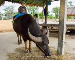 โครงการเกษตรอินทรีย์สนามบินสุโขทัย-จ.สุโขทัย