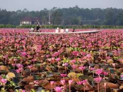 ล่องเรือชม-ทะเลบัวแดง-อุทยานนกน้ำทะเลน้อย-จ.พัทลุง