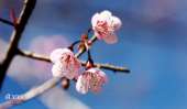 กางเต้นท์ที่ภูทับเบิก-&-ถ่ายรูปภูลมโล-ทริปเมื่อ-ธันวาคม-2556