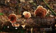 ลุยป่าพาไป-น้ำตกโกรกอีดก-ความสวยใกล้ๆกทม-จ.สระบุรี