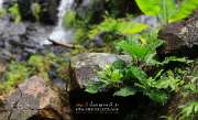 ลุยป่าพาไป-น้ำตกโกรกอีดก-ความสวยใกล้ๆกทม-จ.สระบุรี