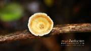 ลุยป่าพาไป-น้ำตกโกรกอีดก-ความสวยใกล้ๆกทม-จ.สระบุรี