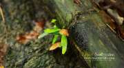 ลุยป่าพาไป-น้ำตกโกรกอีดก-ความสวยใกล้ๆกทม-จ.สระบุรี