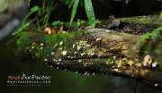 ลุยป่าพาไป-น้ำตกโกรกอีดก-ความสวยใกล้ๆกทม-จ.สระบุรี