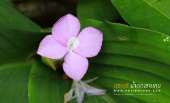 เดินป่า-น้ำตกเขาแคบ-จ.สระบุรี-พักในป่า-1-คืนขำๆ-ปี-2558