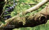 เดินป่า-น้ำตกเขาแคบ-จ.สระบุรี-พักในป่า-1-คืนขำๆ-ปี-2558