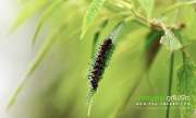 พาเที่ยว-ภูทับเบิก-ในเดือนสิงหาคม-ก็หนาวได้เหมือนๆกัน-ข้อมูลปี-2558
