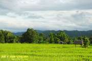 ปายฝน...ต้นหนาว-August-8-2012