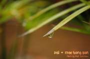 ปายฝน...ต้นหนาว-August-8-2012