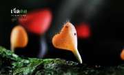 ถ่ายรูปเห็ดแชมเปญ-เห็ดขน-ที่น้ำตกเจ็ดคต