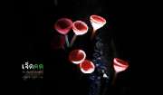ถ่ายรูปเห็ดแชมเปญ-เห็ดขน-ที่น้ำตกเจ็ดคต