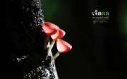 ถ่ายรูปเห็ดแชมเปญ-เห็ดขน-ที่น้ำตกเจ็ดคต