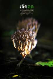 ถ่ายรูปเห็ดแชมเปญ-เห็ดขน-ที่น้ำตกเจ็ดคต