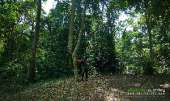 ทุ่งหญ้าเหลืองทองที่-ทุ่งเขาแหลม-ณ.อุทยานแห่งชาติเขาใหญ่