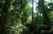 ทุ่งหญ้าเหลืองทองที่-ทุ่งเขาแหลม-ณ.อุทยานแห่งชาติเขาใหญ่