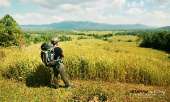 ทุ่งหญ้าเหลืองทองที่-ทุ่งเขาแหลม-ณ.อุทยานแห่งชาติเขาใหญ่