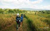 ทุ่งหญ้าเหลืองทองที่-ทุ่งเขาแหลม-ณ.อุทยานแห่งชาติเขาใหญ่