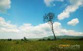 ทุ่งหญ้าเหลืองทองที่-ทุ่งเขาแหลม-ณ.อุทยานแห่งชาติเขาใหญ่