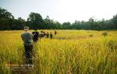 ทุ่งหญ้าเหลืองทองที่-ทุ่งเขาแหลม-ณ.อุทยานแห่งชาติเขาใหญ่