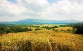 ทุ่งหญ้าเหลืองทองที่-ทุ่งเขาแหลม-ณ.อุทยานแห่งชาติเขาใหญ่