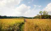 ทุ่งหญ้าเหลืองทองที่-ทุ่งเขาแหลม-ณ.อุทยานแห่งชาติเขาใหญ่