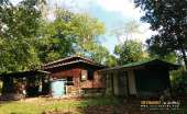 ทุ่งหญ้าเหลืองทองที่-ทุ่งเขาแหลม-ณ.อุทยานแห่งชาติเขาใหญ่