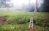 ทุ่งหญ้าเหลืองทองที่-ทุ่งเขาแหลม-ณ.อุทยานแห่งชาติเขาใหญ่