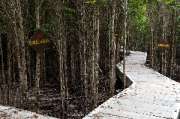ศูนย์การท่องเที่ยวเชิงธรรมชาติ-หาดทรายดำและป่าชายเลน-ตราด