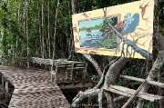 ศูนย์การท่องเที่ยวเชิงธรรมชาติ-หาดทรายดำและป่าชายเลน-ตราด