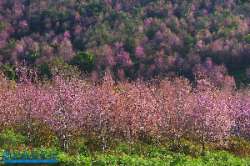 ภูลมโล-แล้วคุณจะหลงรักประเทศไทย-จังหวัดเลย-มค.-2559