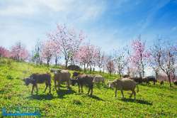 ภูลมโล-แล้วคุณจะหลงรักประเทศไทย-จังหวัดเลย-มค.-2559