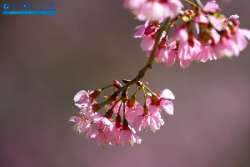ภูลมโล-แล้วคุณจะหลงรักประเทศไทย-จังหวัดเลย-มค.-2559