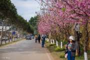เที่ยวเชียงใหม่-4-วัน-3-ดอย-อ่างขาง-–-อินทนนท์-ดอยสุเทพ-แว้น-มอเตอร์ไซค์
