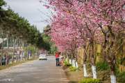 เที่ยวเชียงใหม่-4-วัน-3-ดอย-อ่างขาง-–-อินทนนท์-ดอยสุเทพ-แว้น-มอเตอร์ไซค์