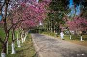 เที่ยวเชียงใหม่-4-วัน-3-ดอย-อ่างขาง-–-อินทนนท์-ดอยสุเทพ-แว้น-มอเตอร์ไซค์