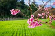 เที่ยวเชียงใหม่-4-วัน-3-ดอย-อ่างขาง-–-อินทนนท์-ดอยสุเทพ-แว้น-มอเตอร์ไซค์