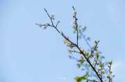 เที่ยวเชียงใหม่-4-วัน-3-ดอย-อ่างขาง-–-อินทนนท์-ดอยสุเทพ-แว้น-มอเตอร์ไซค์