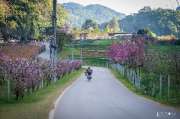 เที่ยวเชียงใหม่-4-วัน-3-ดอย-อ่างขาง-–-อินทนนท์-ดอยสุเทพ-แว้น-มอเตอร์ไซค์