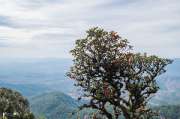 เที่ยวเชียงใหม่-4-วัน-3-ดอย-อ่างขาง-–-อินทนนท์-ดอยสุเทพ-แว้น-มอเตอร์ไซค์