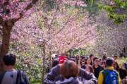 เที่ยวเชียงใหม่-4-วัน-3-ดอย-อ่างขาง-–-อินทนนท์-ดอยสุเทพ-แว้น-มอเตอร์ไซค์