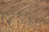 อุทยานแห่งชาติพุเตย-หน่วยพิทักษ์อุทยานแห่งชาติที่-3-ตะเพินคี่-จ.สุพรรณบุรี
