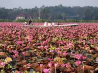 ล่องเรือชม-ทะเลบัวแดง-อุทยานนกน้ำทะเลน้อย-จ.พัทลุง