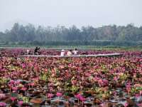 ล่องเรือชม-ทะเลบัวแดง-อุทยานนกน้ำทะเลน้อย-จ.พัทลุง