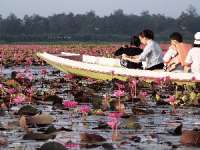 ล่องเรือชม-ทะเลบัวแดง-อุทยานนกน้ำทะเลน้อย-จ.พัทลุง